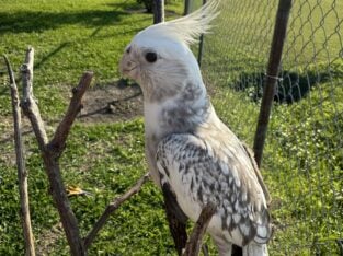 Cockatiels for sale