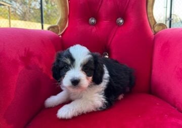Aussiedoodle Magic