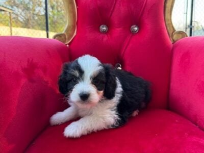 Aussiedoodle Magic