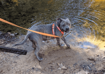 Female American Pocket Bully