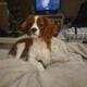 Cavalier king charles spaniel