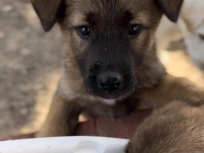 Belgian Malinois pups