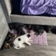 Bernedoodle Puppies