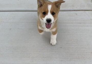Corgi