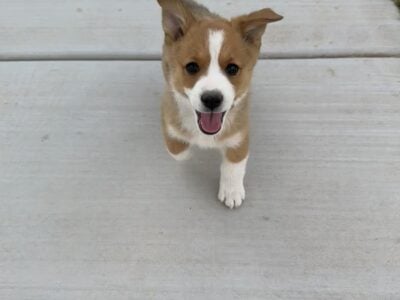 Corgi