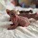 Just Born Sphynx Kittens TICA Purebred