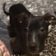 Blue nose Pitbull puppies looking for forever home