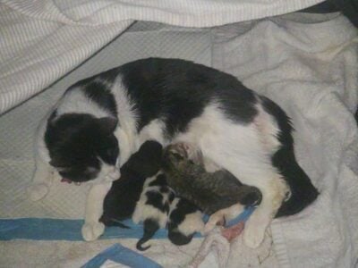 New litter