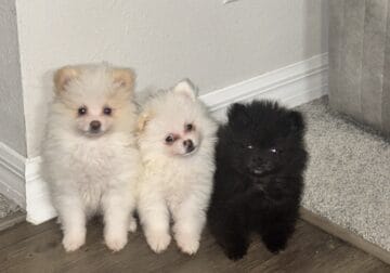 Sale Pomeranian puppies