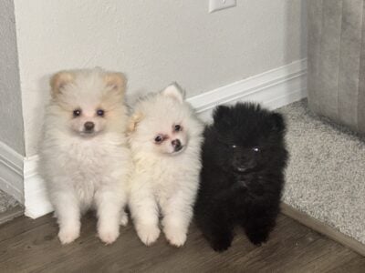 Sale Pomeranian puppies