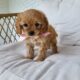 Cavapoo Girls