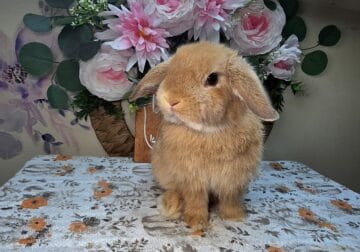 Chocolate fox buck Holland lop