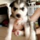 Husky babies