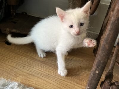 Kittens free to good homes