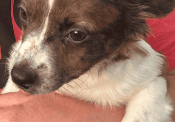 (Pending)Long coat merle chihuahua puppy