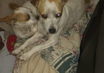 Skylar and Harley need a home