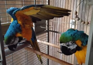 Blue & Gold Macaws