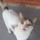 Sweet Callie is looking for her forever home..