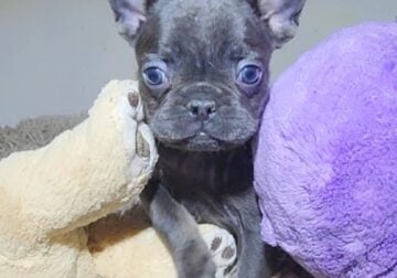 Blue & Tan Female French Bulldog