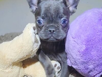 Blue & Tan Female French Bulldog