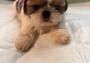 Beautiful Shish Tzu