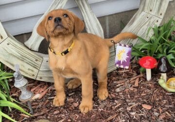 AKC Foxred English Labrador puppies