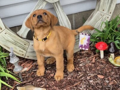 AKC Foxred English Labrador puppies