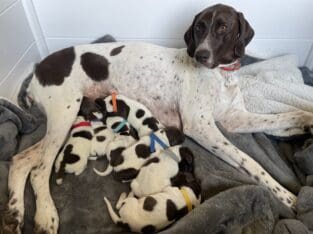 German Shorthair Pointer Puppies