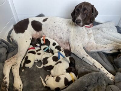 German Shorthair Pointer Puppies