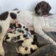 German Shorthair Pointer Puppies
