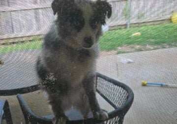 Mini Australian Shepherd