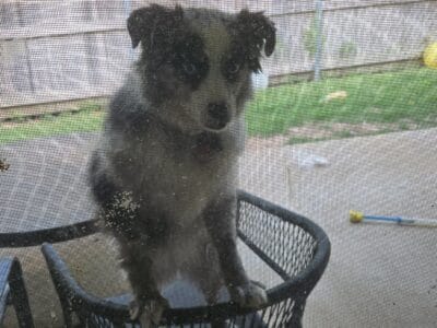 Mini Australian Shepherd