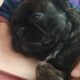 YAHanah – 6 mo Fluffy Frenchie
