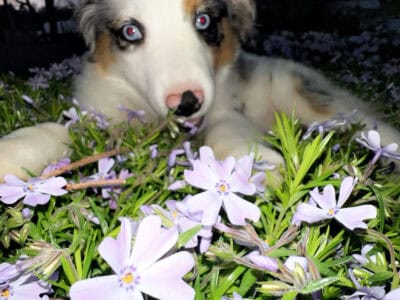 Female mini blue Merle aussie