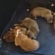 American Staffordshire bull terrier puppies availa