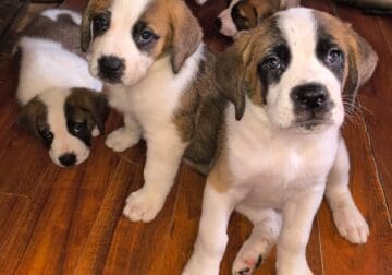 Saint Bernard puppies