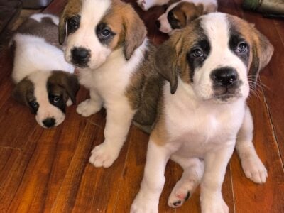 Saint Bernard puppies