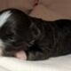 Havanese Puppies