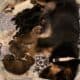 Litter of 8 Australian Shepard/ red heelers