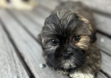 Shih Tzu Poodle Puppies