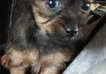 Yorkie /chi lil girls