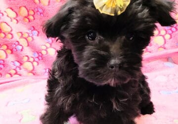 Midnight, Morkie, female