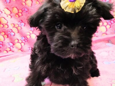 Midnight, Morkie, female