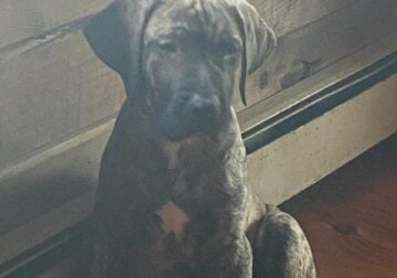 Presa Canario -Large Male Puppy