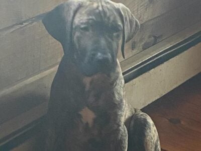 Presa Canario -Large Male Puppy