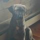 Presa Canario -Large Male Puppy