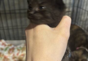 8 Week old kittens