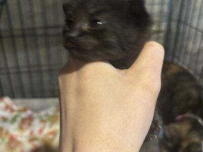 8 Week old kittens