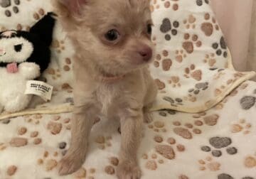 Chihuahua longhair