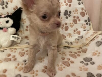 Chihuahua longhair